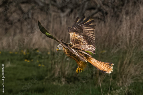 Red Kite landing
