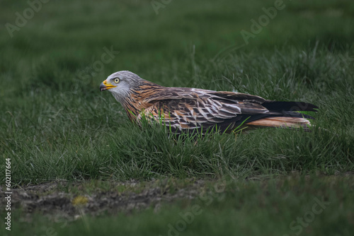 Red Kite on the ground