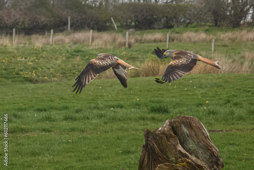 Red Kites