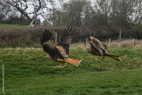 Red Kites