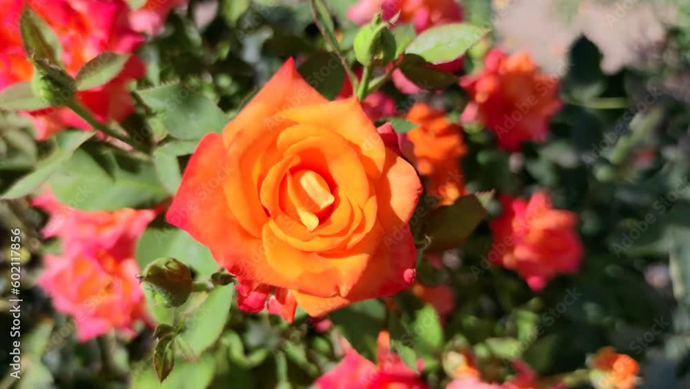 Close-up top view of beautiful orange rose flowers swaying in the wind on flowerbed in a sunny day. Soft focus. Copy space for your text. Ornamental plants theme. Close-up top view of beautiful orange rose flowers swaying in the wind on flowerbed in a sunny day. Soft focus. Copy space for your text. Ornamental plants theme.