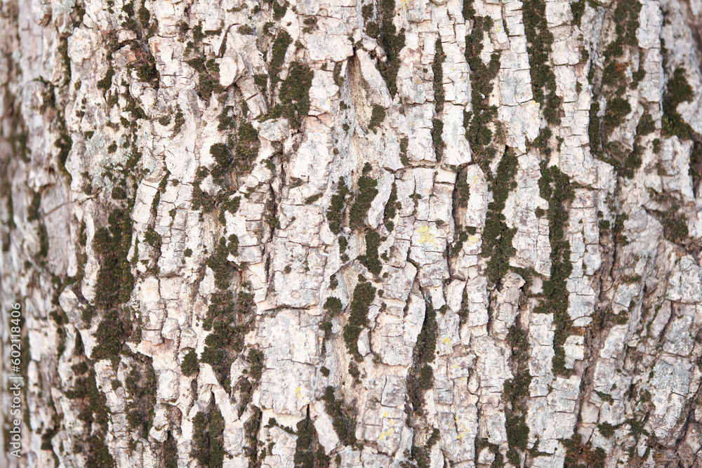 The texture of the bark of a walnut tree