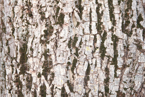 Obraz na płótnie The texture of the bark of a walnut tree w salonie