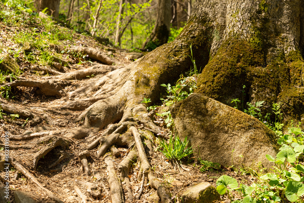 The gnarled root of a tree with a moss covered rock in the foreground in a spring forest.