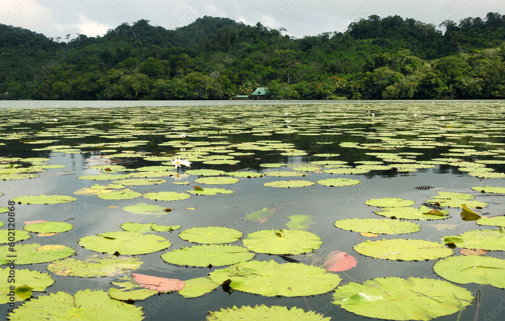 Water lilies in Rio Dulce, Guatemala
