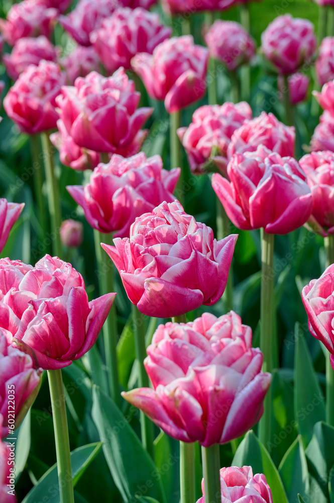 field of tulips Sweet Impression field of tulips Sweet Impression