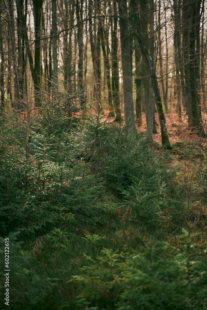 Fototapeta premium Reforestation concept. Young sprouts of coniferous trees. Small sapling of spruce grows in the forest ground with green moss. Small coniferous tree.