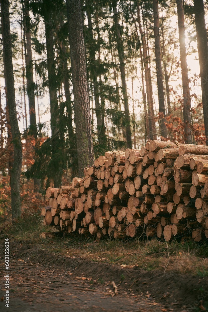 Lumber stored in stacked piles in forest. Close up of wooden logs sorted. Lumber stored in stacked piles in forest. Close up of wooden logs sorted.