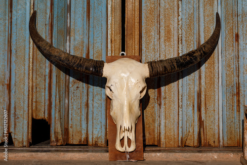 Water buffalo skull with long horns. Rusty blue metal shutter background