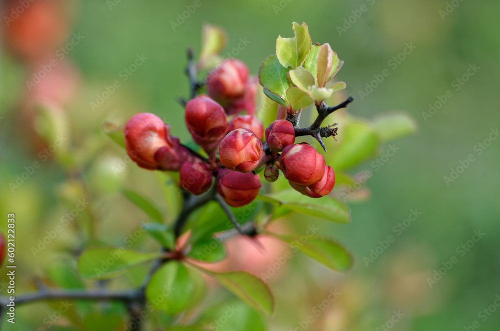 blooming quince on a bright spring day blooming quince on a bright spring day