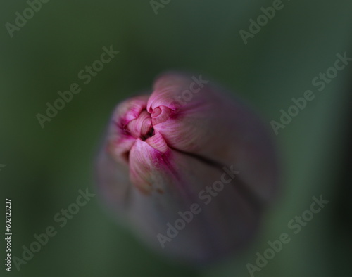 Tulpenblüte am Morgen