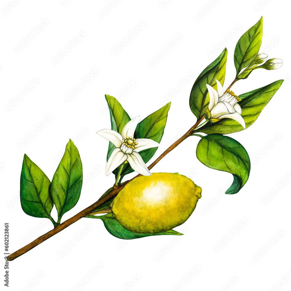 Watercolor lemon tree branch with flowers isolated on transparent ...