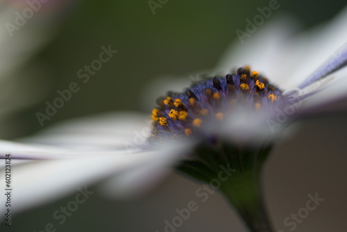 Weiße Blüte in ihrer Pracht