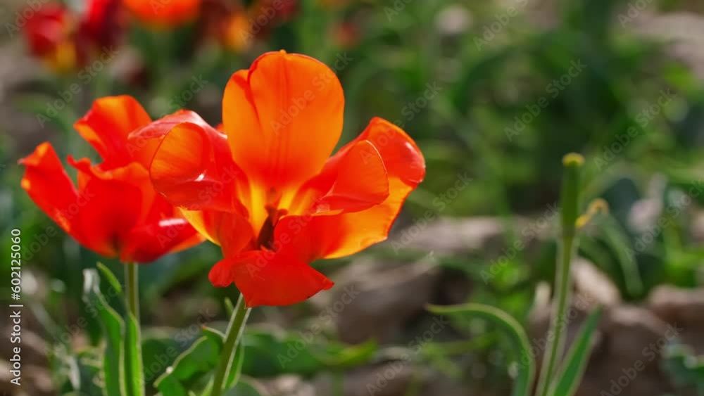 Wild Red Data Book tulips Greig in the fields of Kazakhstan. Spring flowers under the rays of sunlight. Beautiful landscape of nature. Hi spring. Beautiful flowers on a green meadow. Wild Red Data Book tulips Greig in the fields of Kazakhstan. Spring flowers under the rays of sunlight. Beautiful landscape of nature. Hi spring. Beautiful flowers on a green meadow.