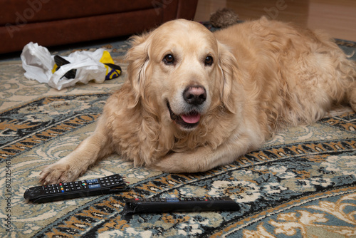 A dog, a Golden Retriever, is gnawing on TV remotes and phones.The dog is a rodent.