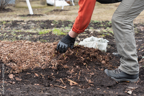 Wallpaper Mural Man in gloves works in a garden. Gloved hands removes sawdust cover from the garden bed with small sprouts of garlic. High quality photo Torontodigital.ca