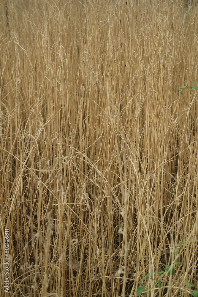 Dry grasses background Dry grasses background