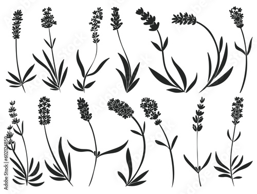 Lavender vector black icon. Isolated black set icon lavandula.Vector illustration lavender on white background .