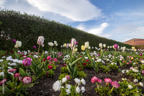 Flowers in bloom in Castle Park, Penrith, Cumbria, UK