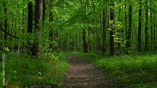 Hiking trail walking path in wild green pine forest moving backwards