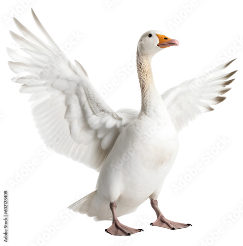 Fotografia, Obraz A beautiful, white goose spread its wings wide