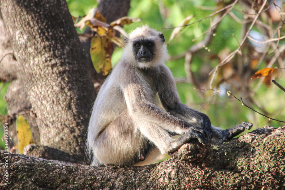 Obraz premium Hanuman langur in Bandhavgarh National Park, India