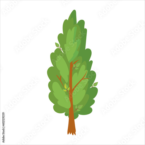 Green tree. Cypress White cedar. A plant for the garden. Forest. Vector illustration isolated on white background.