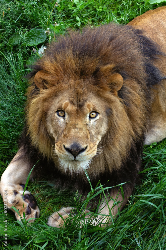 Beautiful lion looking at the camera Beautiful lion looking at the camera