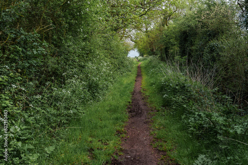 Old country lane