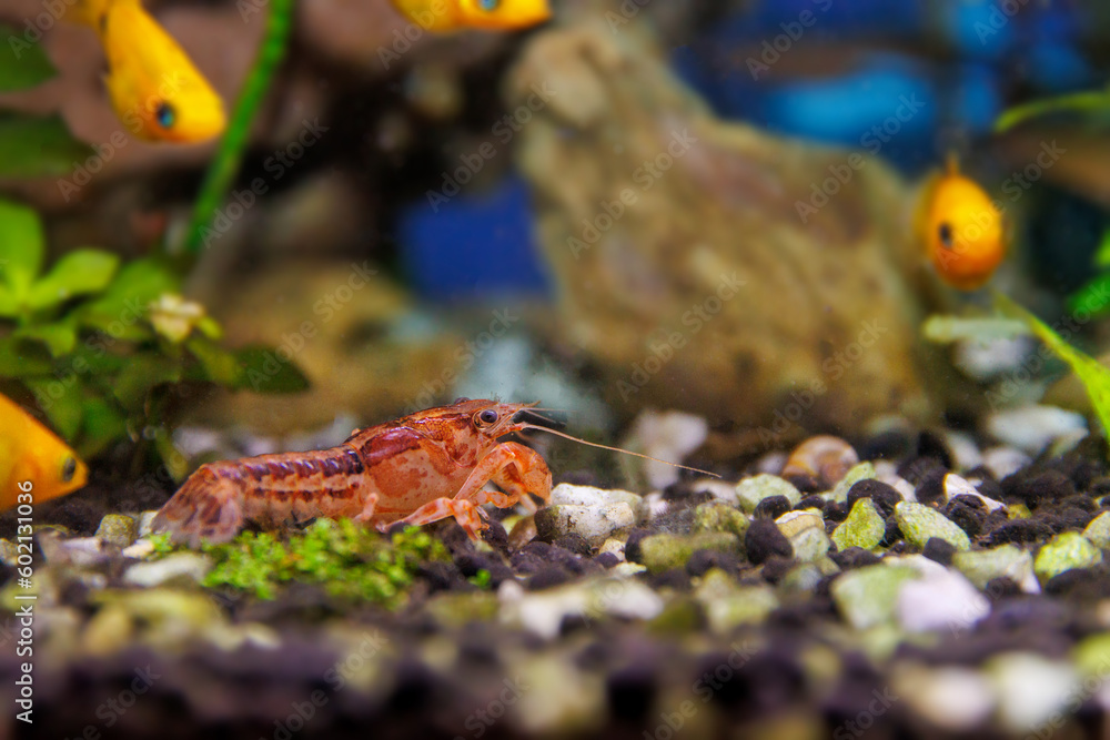 Fototapeta premium Orange crayfish in freshwater aquarium - Cambarellus patzcuarensis
