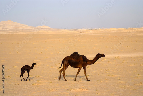 Arab camel in desert wildlife 