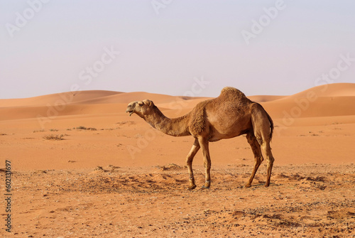 Arab camel in desert wildlife 