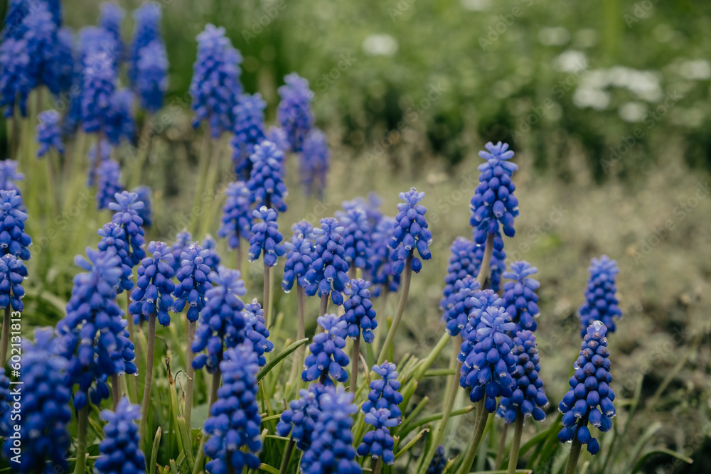Macro shot of tender blooming lupins in the meadow. Spring blue wildflowers in the green grass with dew on petals Macro shot of tender blooming lupins in the meadow. Spring blue wildflowers in the green grass with dew on petals