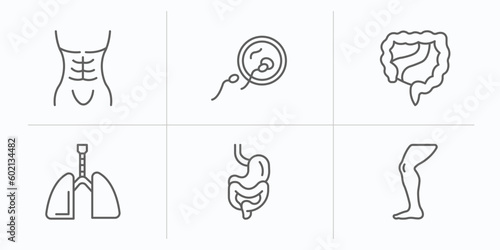 human body parts outline icons set. thin line icons such as human abdomen, fertilization, large intestine, respiratory system, digestive system, men leg vector.