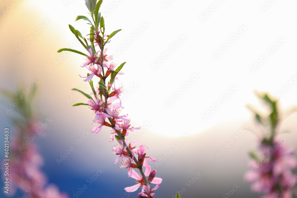 Prunus tenella, dwarf russian almond blossomed in the spring garden. Selective focus.