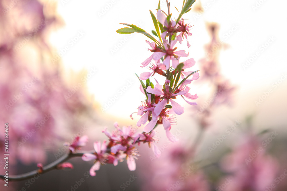 Prunus tenella, dwarf russian almond blossomed in the spring garden. Selective focus.