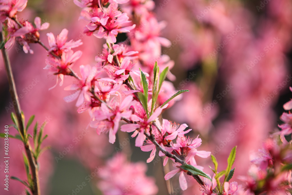 Prunus tenella, dwarf russian almond blossomed in the spring garden. Selective focus.