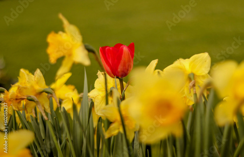 red and yellow tulips