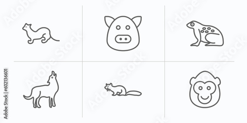 animals outline icons set. thin line icons such as polecat, hog, tropical frop, coyote, marten, ape vector.