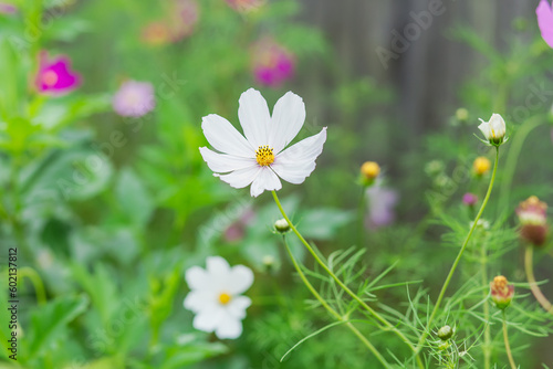 White cosmos flowers in garden. Close-up. Decorative garden flowers. Bright floral background.