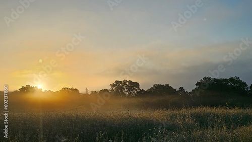 morning mist over the field