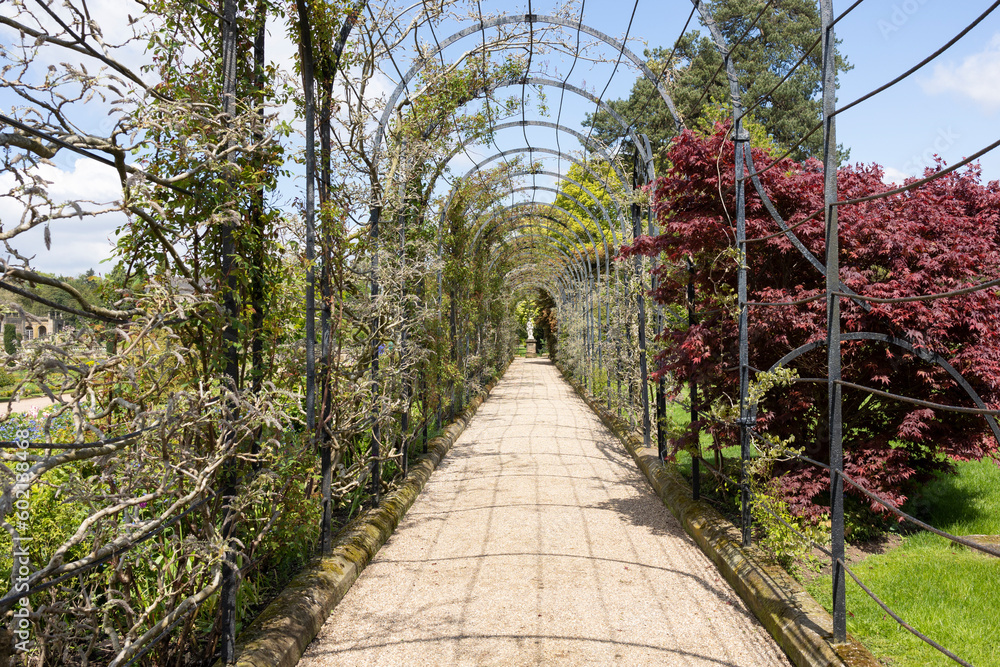 The Trellis Walk with several varieties of wisteria growing, at the historic gardens on the Trentham Estate, Stoke-on-Trent, Staffordshire UK.