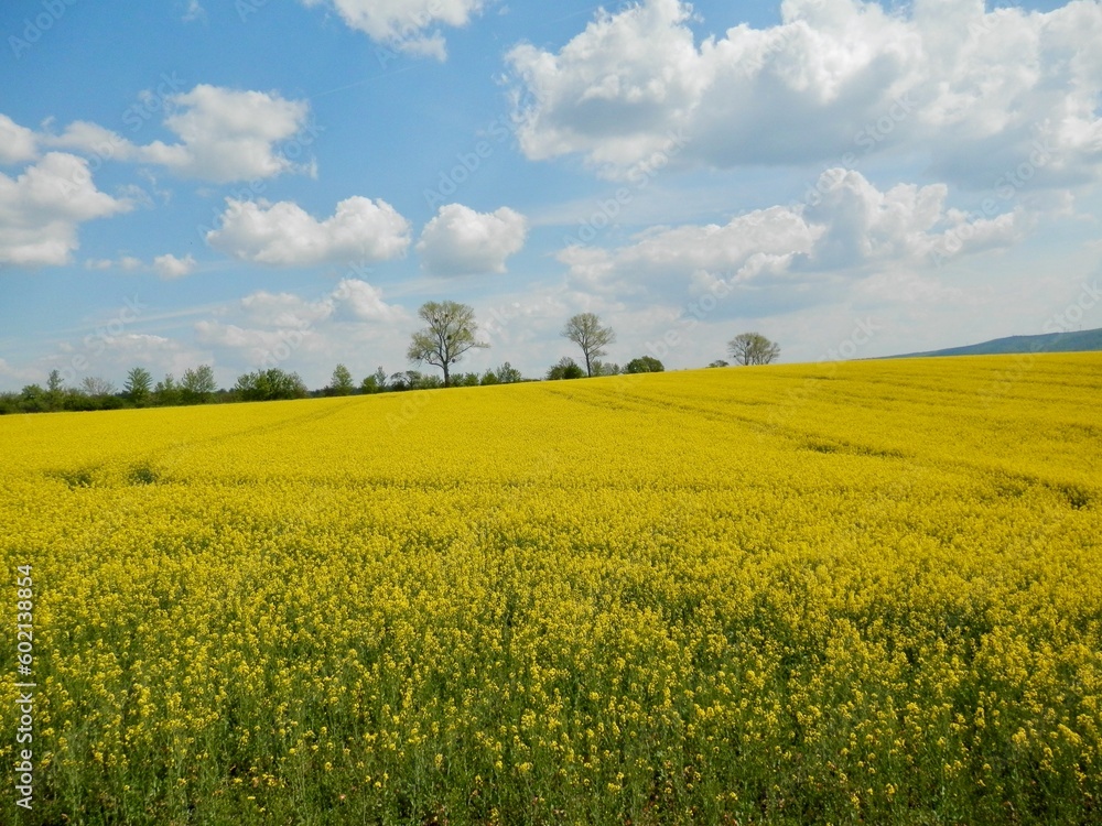 Eine Wanderung um Sondershausen, blühende Felder voller Raps