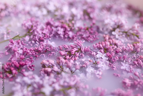 Branches of blossoming lilac float in milk. Copy space  flat lay. The concept of purity  tenderness  freshness  youth. Summer mood.