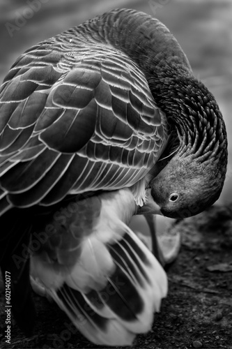 black and white bird © ANDREA