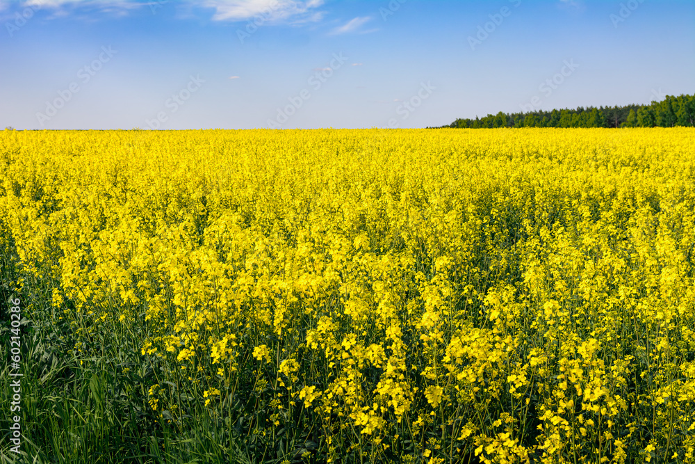 widok na kwitnące pole rzepaku