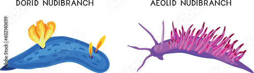 Types of nudibranchs: aeolid nudibranch and dorid nudibranch. Educational material for biology lesson