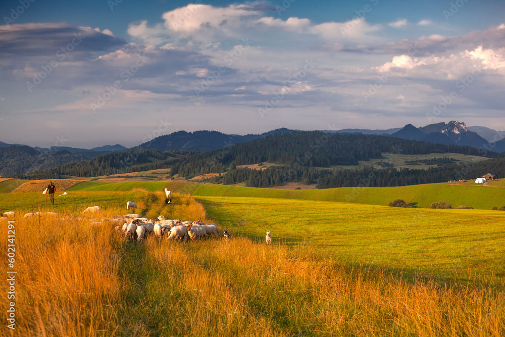 Fototapeta premium Kacwin i okolice - Bacówka i krajobraz Spiszu. Zwierzęta na pastwisku na tle gór.
