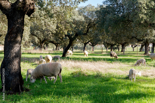 Lambs among holm oaks in a pasture in Extremadura. Spain