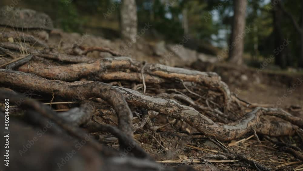 Slow motion detail shot of forest path gimbal shot Slow motion detail shot of forest path gimbal shot